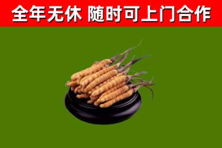 章丘区回收散虫草